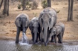 Serondella - Elephants at Camp waterhole